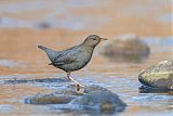 American Dipper