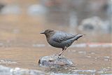 American Dipper