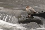 American Dipper