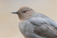 American Dipper