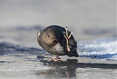 American Dipper