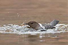 American Dipper