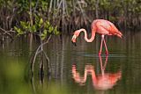 American Flamingo