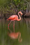 American Flamingo