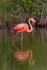 American Flamingo