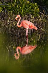 American Flamingo