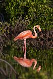 American Flamingoborder=