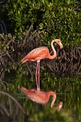 American Flamingo