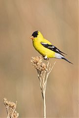 American Goldfinch