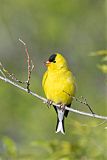 American Goldfinch