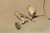 American Goldfinch