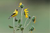 American Goldfinchborder=