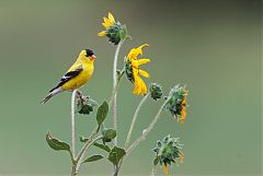 American Goldfinch
