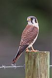 American Kestrel