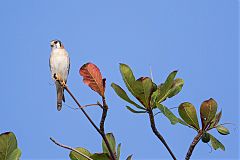 American Kestrel