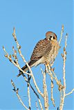 American Kestrel