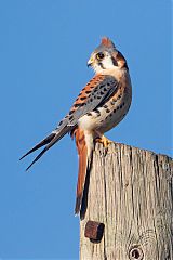 American Kestrel