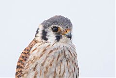 American Kestrel