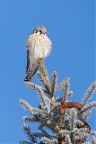 American Kestrel