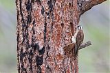 American Kestrel