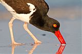 American Oystercatcher