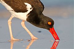 American Oystercatcher