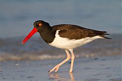 American Oystercatcher