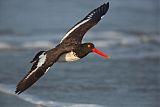 American Oystercatcher