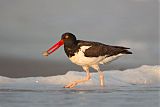 American Oystercatcher