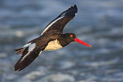 American Oystercatcher