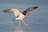 American Oystercatcher