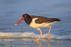 American Oystercatcher