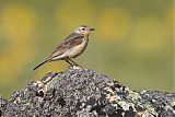 American Pipit