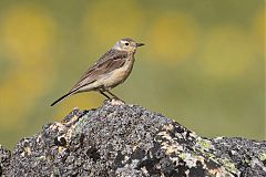 American Pipit