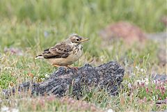 American Pipit