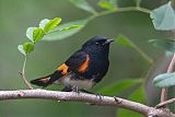 American Redstart