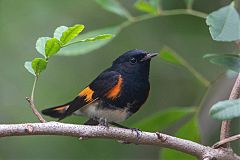 American Redstart