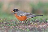 American Robin