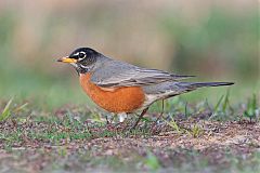 American Robin