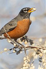 American Robin