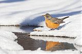 American Robin