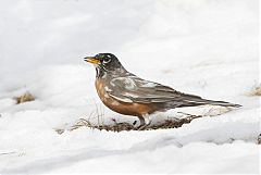 American Robin