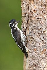 American Three-toed Woodpecker