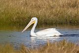 American White Pelican