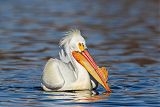 American White Pelican