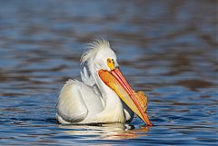 American White Pelican