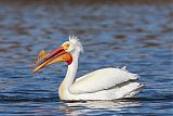 American White Pelican