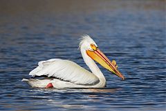 American White Pelican