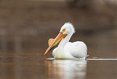 American White Pelican