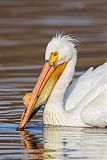 American White Pelican